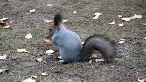 В Марий Эл открылся сезон охоты на пушного зверя