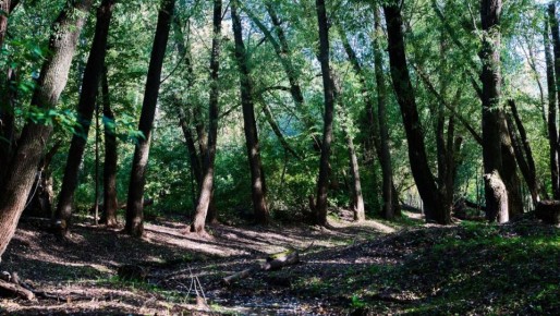 С русла речки в парке Тарханово в Йошкар-Оле вывезли 45 тонн мусора