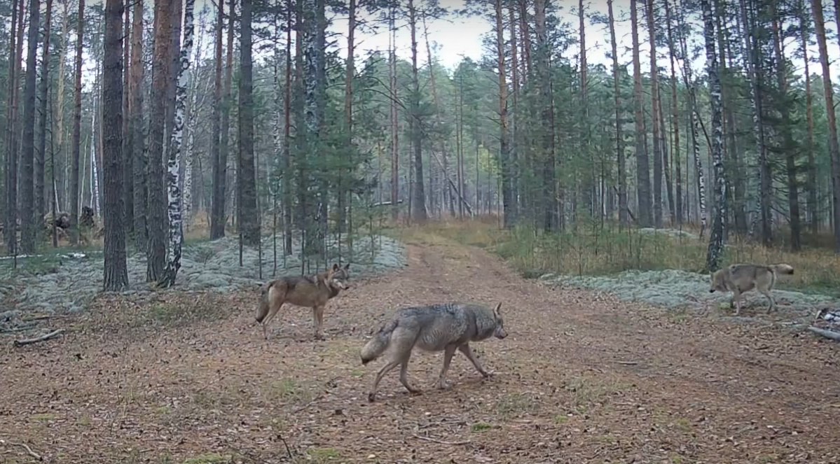В Марий Эл в фотоловушку попали животные, живущие по строгим правилам иерархии