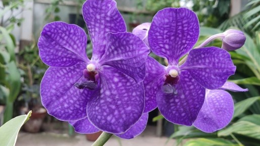 В Йошкар-Оле можно увидеть соцветие нереальной красоты