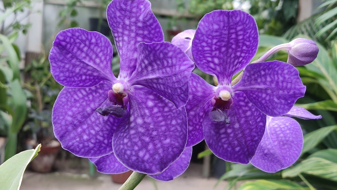 В Йошкар-Оле можно увидеть соцветие нереальной красоты