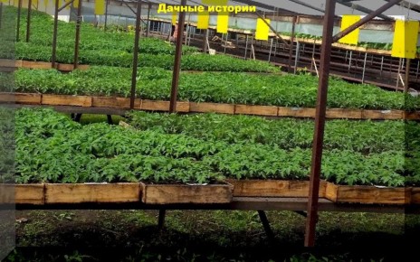 Приготовления к высадке рассады: секреты успешного роста в промышленных теплицах