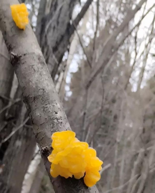 В лесах Марий Эл грибники начали находить редкие грибы — дрожалки оранжевые