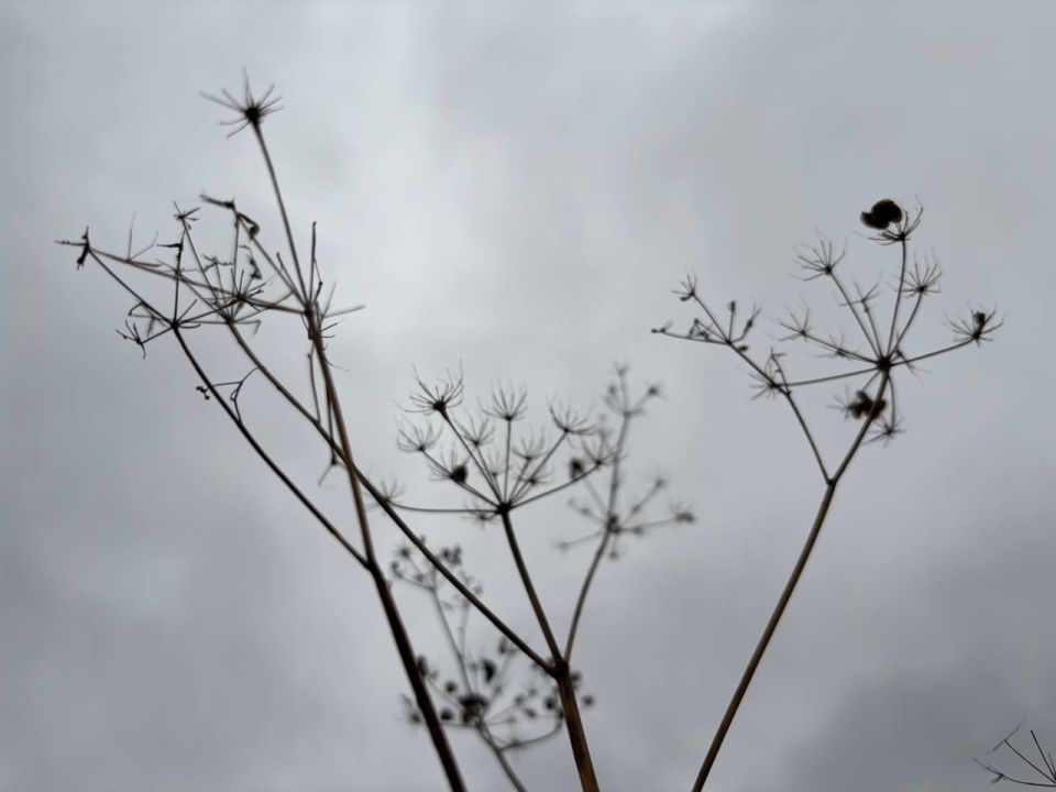 Новая будничная короткая неделя порадует жителей Марий Эл потеплением до +8 градусов, однако местами в регионе пройдут дожди