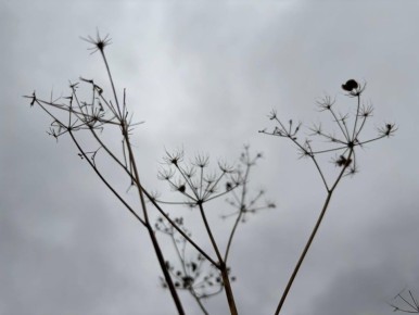 Новая будничная короткая неделя порадует жителей Марий Эл потеплением до +8 градусов, однако местами в регионе пройдут дожди