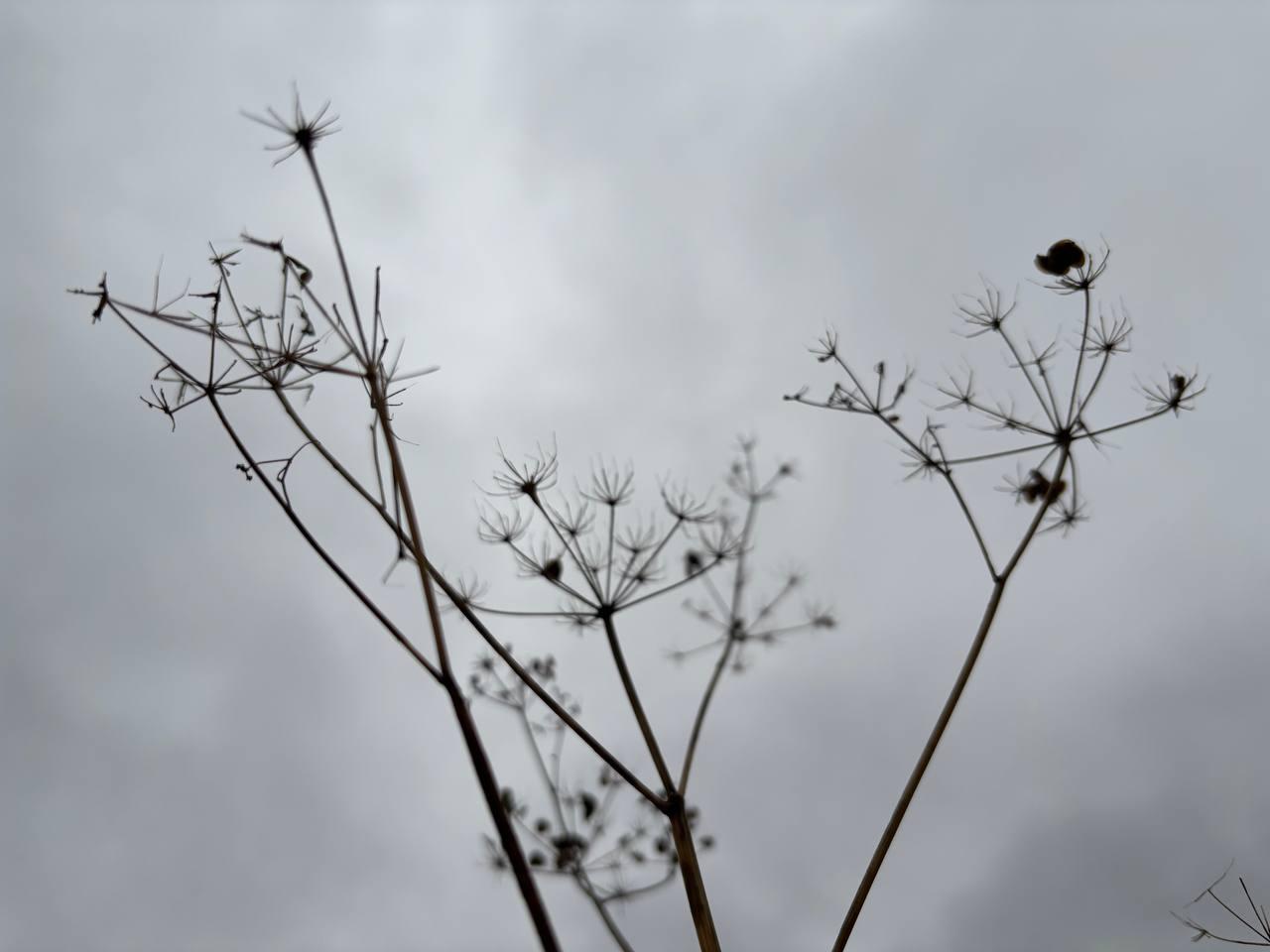 Новая будничная короткая неделя порадует жителей Марий Эл потеплением до +8 градусов, однако местами в регионе пройдут дожди