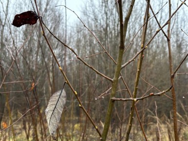В предстоящие выходные в Марий Эл ожидаются температурные качели: сначала потеплеет до +7 градусов, а потом похолодает до +3 градусов