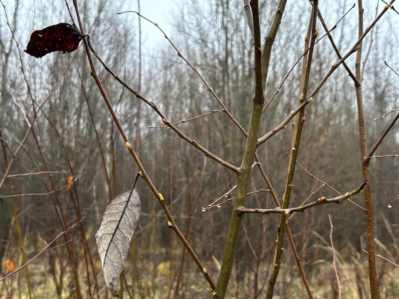 В предстоящие выходные в Марий Эл ожидаются температурные качели: сначала потеплеет до +7 градусов, а потом похолодает до +3 градусов