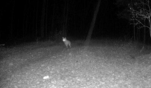На территории заповедника «Большая Кокшага» фотоловушка запечатлела лисицу, внимательно осматривающую окрестности