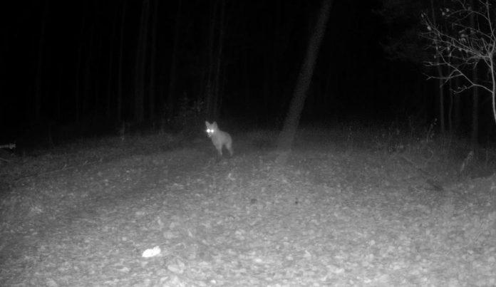 На территории заповедника «Большая Кокшага» фотоловушка запечатлела лисицу, внимательно осматривающую окрестности