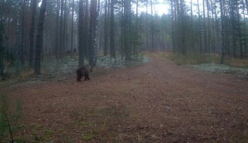 В заповеднике «Большая Кокшага» наблюдается заметное увеличение активности медведей