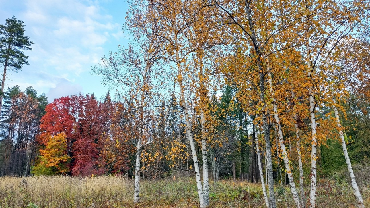 Деревья в дендрарии Йошкар-Олы не спешат прощаться с золотой осенью