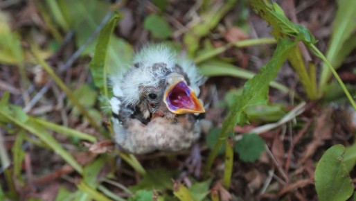 В Марий Эл определили лучшие снимки мира дикой природы