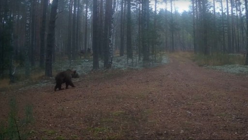 Мишки в Марий Эл заняты «жировым марафоном» и ложными залеганиями в берлогу