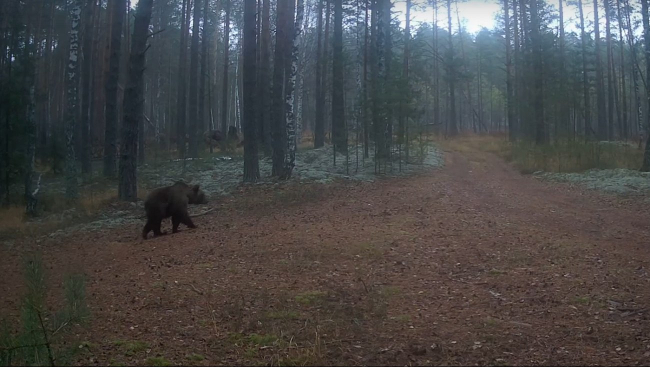 Мишки в Марий Эл заняты «жировым марафоном» и ложными залеганиями в берлогу
