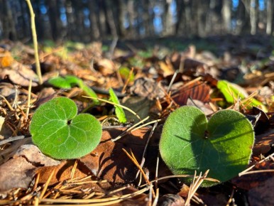 Сегодня в Марий Эл переменная облачность, без осадков