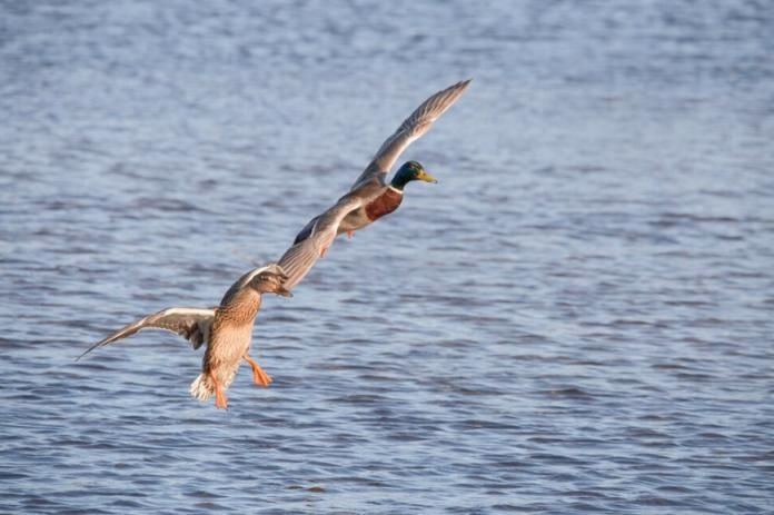     ,          -     ,     ,      