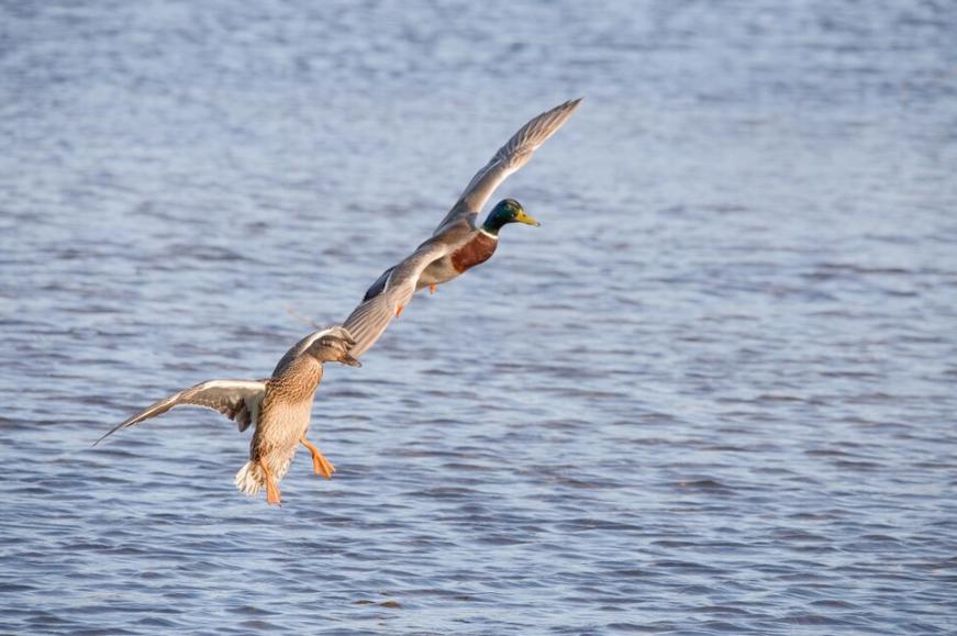 Специалисты поделились советами о том, каких птиц можно встретить в районе Марий Парка в Йошкар-Оле и как правильно их подкармливать, особенно в холодное время года, когда природные источники пищи становятся ограниченными