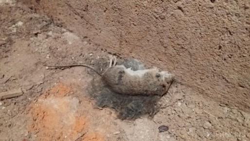 В Куженерском районе Марий Эл самая неблагополучная обстановка по ГЛПС