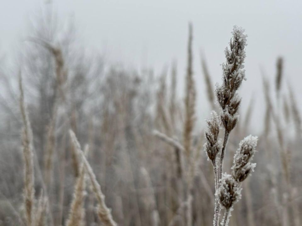 14 ноября в Марий Эл произойдет усиление ветра до 15 – 17 м/с