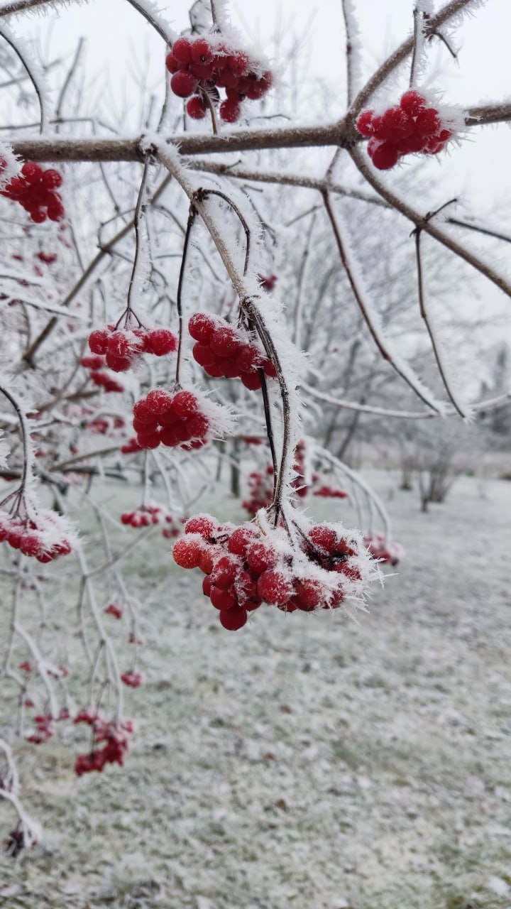 В Ботаническом саду Йошкар-Олы рассказали, как экзотические растения отреагировали на первые холода В Ботаническом саду Йошкар-Олы рассказали, как экзотические растения отреагировали на первые холода