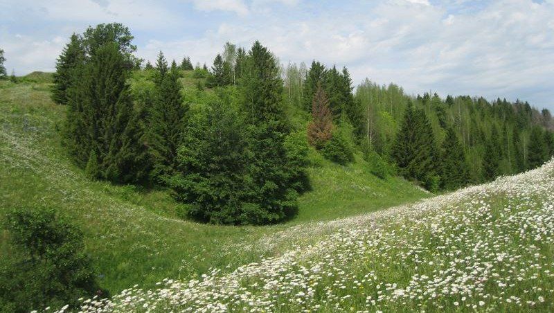 В Марий Эл болота взяли под особый контроль
