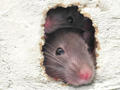 Как защитить деревянный дом от мышей: практические советы и хитрости