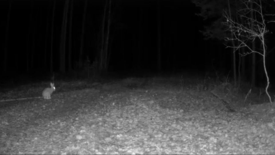 Отчего не спится зайцу в заповеднике «Большая Кокшага»