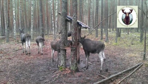 В лесах Марий Эл произошло редкое событие: зафиксирована лосиха, которая привела сразу трёх здоровых телят