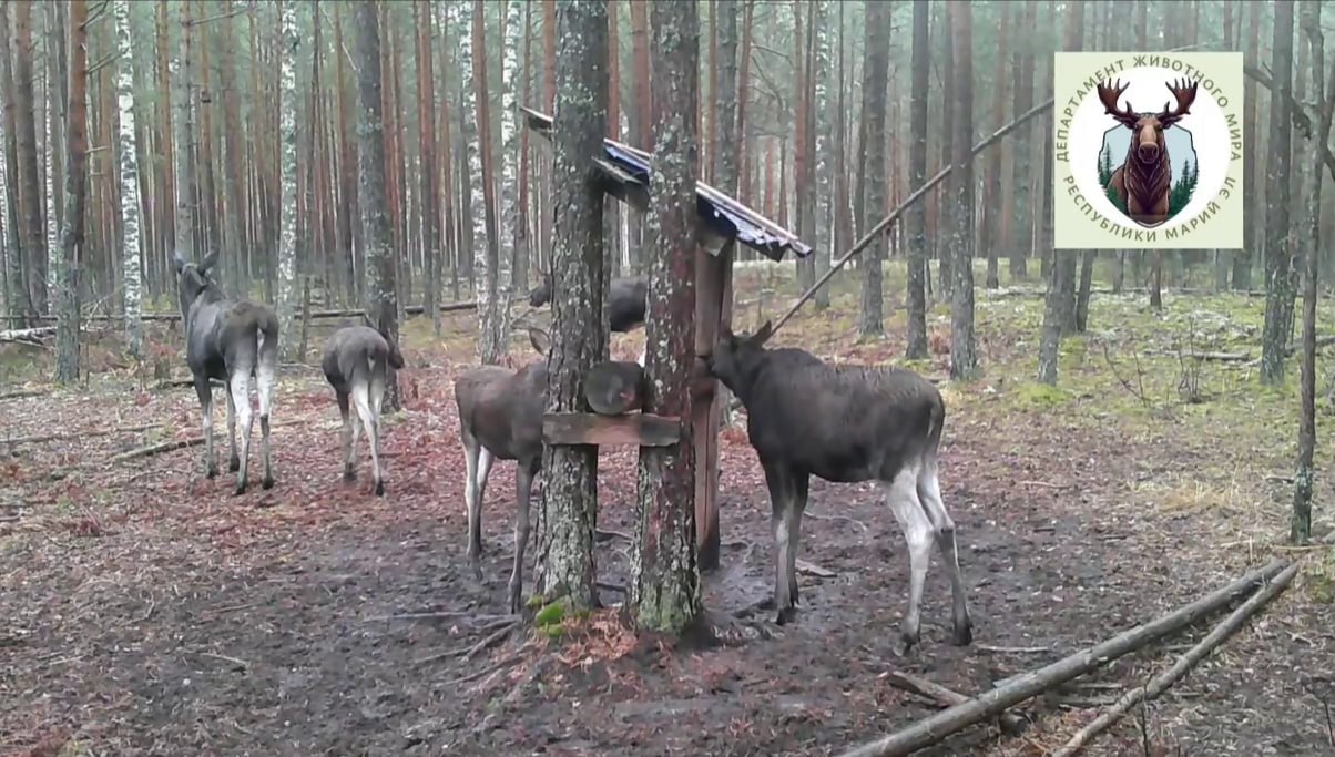 В лесах Марий Эл произошло редкое событие: зафиксирована лосиха, которая привела сразу трёх здоровых телят