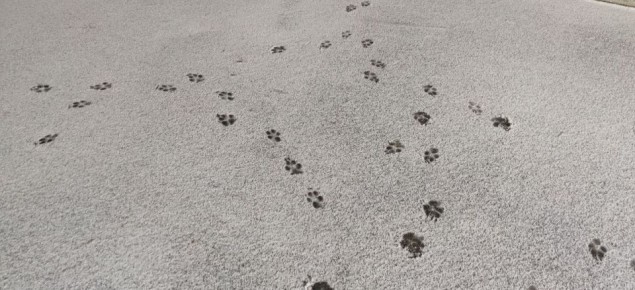 А вот и первый снег выпал