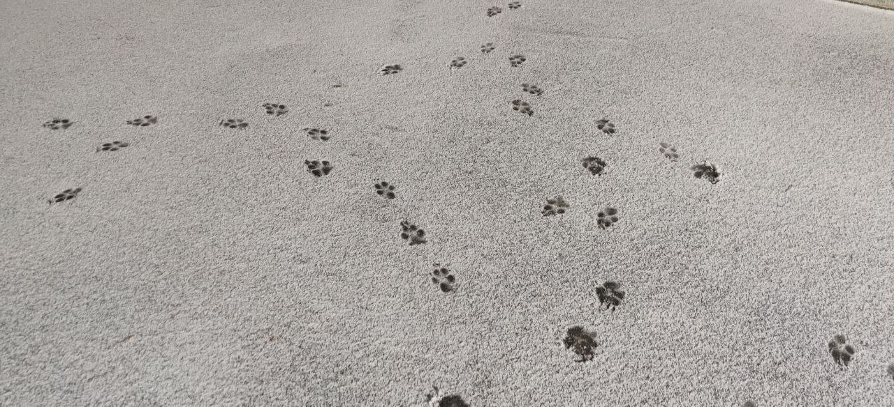 А вот и первый снег выпал