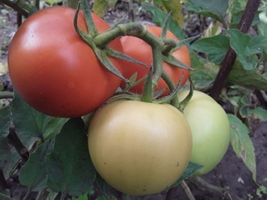 Переосмысляя огород: стоит ли жертвовать временем ради урожая?