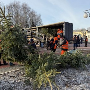 20 колючих ёлочек высаживают в Центральном парке культуры и отдыха