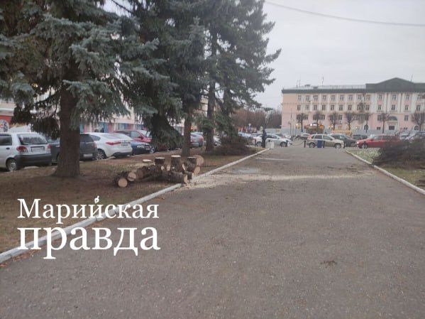 В центре Йошкар-Олы убирают старые ели