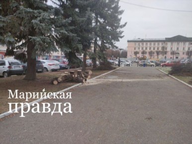 В центре Йошкар-Олы убирают старые ели