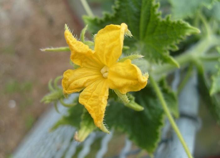 Как вырастить гигантские огурцы: секреты и советы