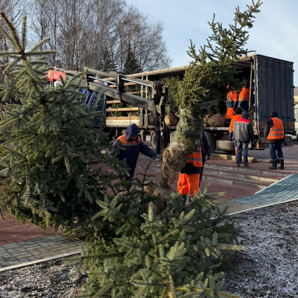 20 колючих ёлочек высаживают в Центральном парке культуры и отдыха 20 колючих ёлочек высаживают в Центральном парке культуры и отдыха