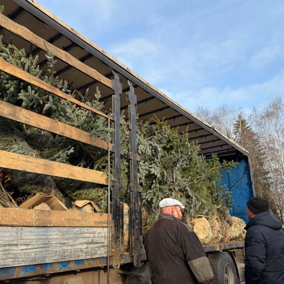 20 колючих елок высаживают в Центральном парке культуры и отдыха в Йошкар-Оле 20 колючих елок высаживают в Центральном парке культуры и отдыха в Йошкар-Оле