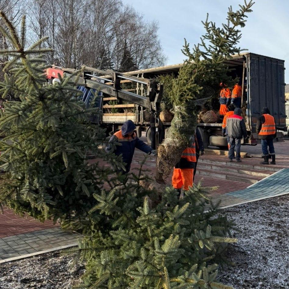 20 колючих елок высаживают в Центральном парке культуры и отдыха в Йошкар-Оле 20 колючих елок высаживают в Центральном парке культуры и отдыха в Йошкар-Оле