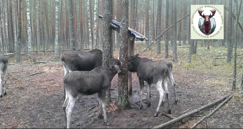 В Марий Эл зафиксирован редкий природный феномен: лосиха одновременно родила трёх телят
