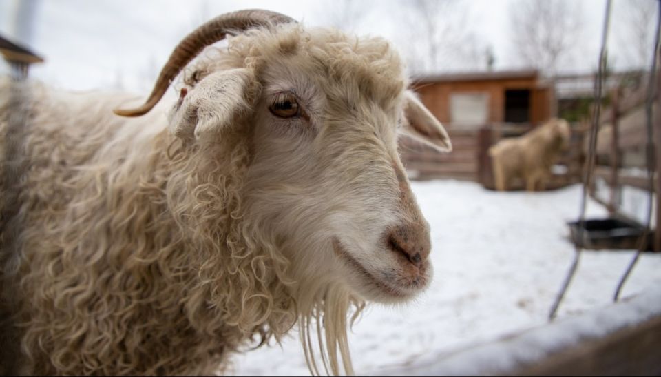 В Волжском и Звениговском районах Марий Эл ликвидировали очаг оспы овец и коз