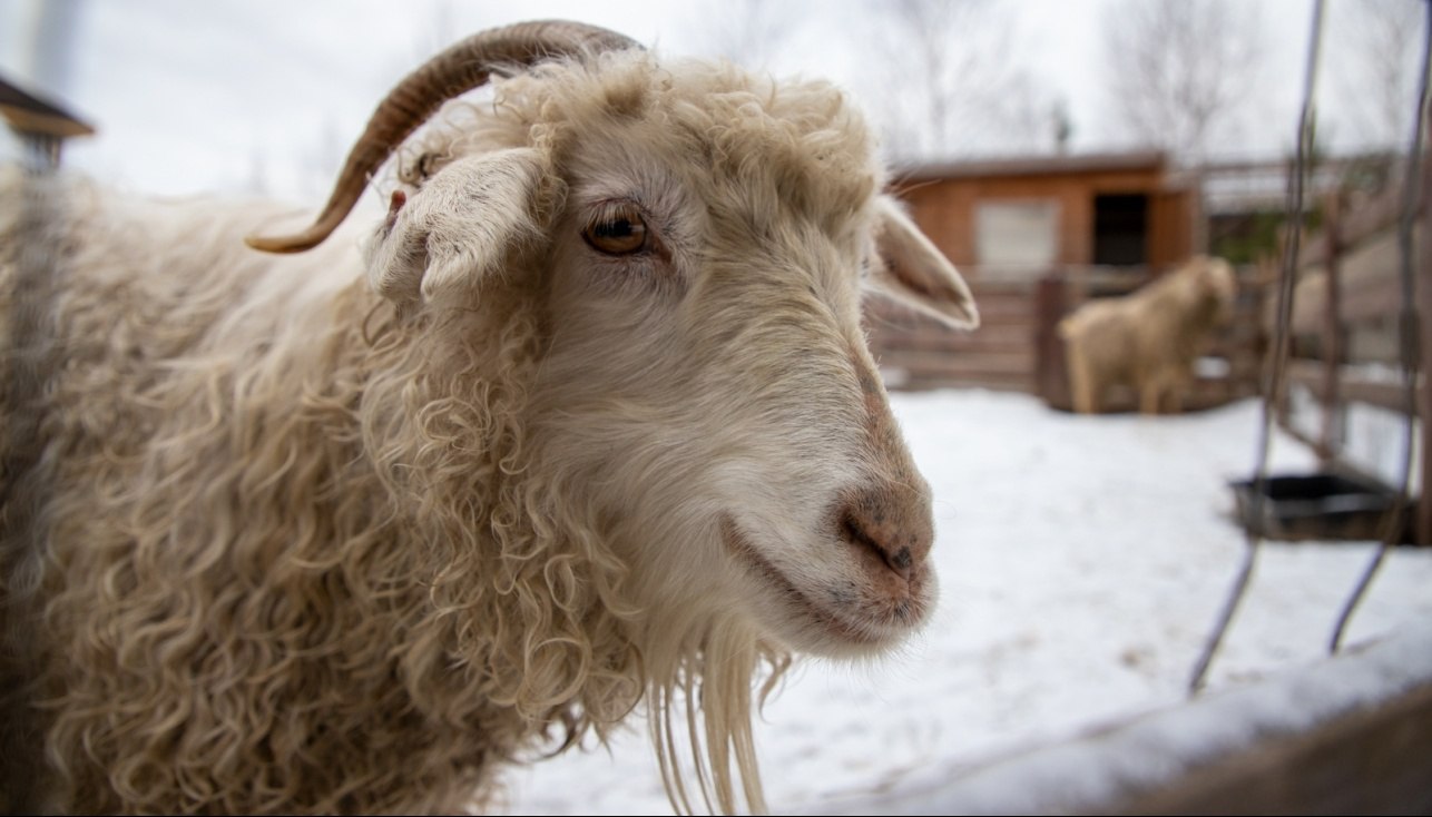 В Волжском и Звениговском районах Марий Эл ликвидировали очаг оспы овец и коз