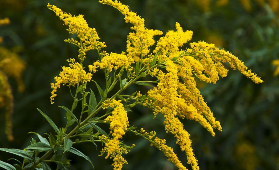 Золотарник: как справиться с непрошенным гостем в вашем саду