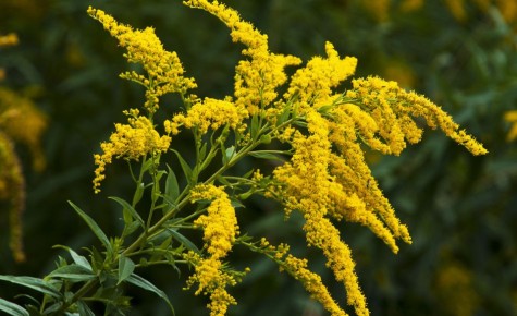 Золотарник: как справиться с непрошенным гостем в вашем саду