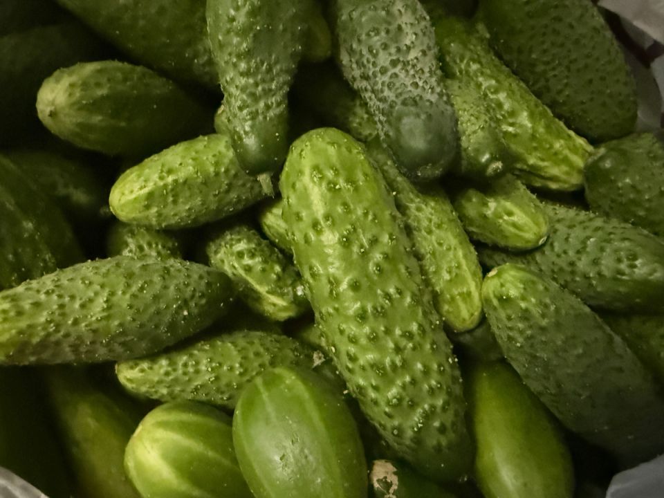 Почему делиться огурцами — не всегда хорошая идея