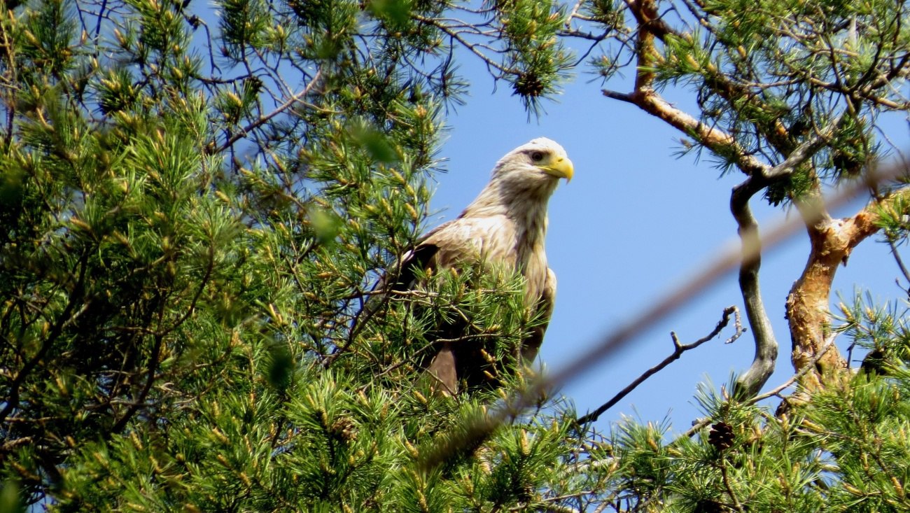 В Юринском районе обнаружили редких птиц