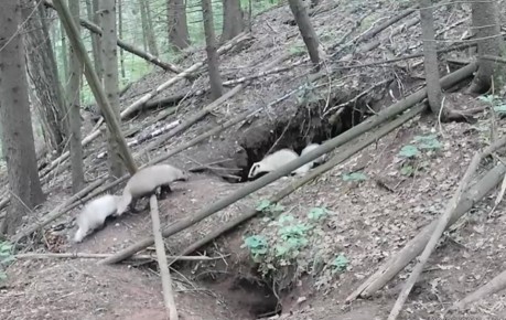 В Марий Эл подводят итоги учета барсуков