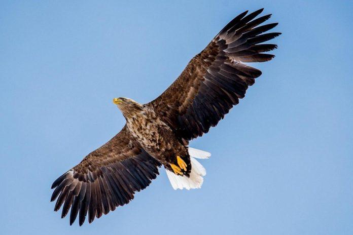 В Юринском районе обнаружили редкую хищную птицу, занесённую в Красную книгу России — орлана-белохвоста