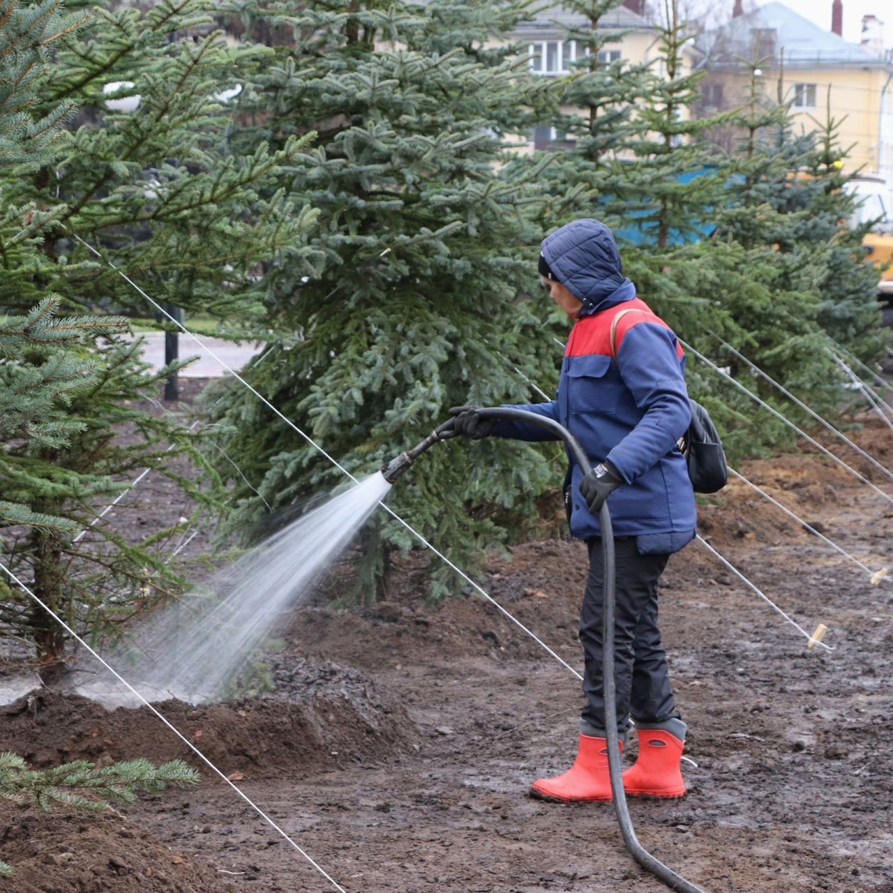 Неделя озеленения подарила городу более 100 новых деревьев!